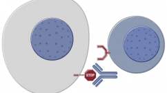 Understanding how PD-1 and PD-L1 immunotherapy works.