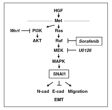 HGF-RAF-EMT pathway