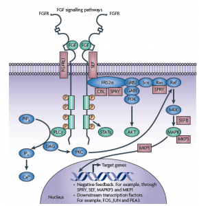 FGFR pathway in Cancer