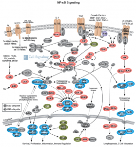 NF-kB signaling pathway