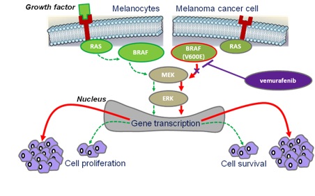 How vemurafenib works in BRAF V600E metastatic melanoma