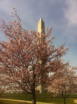 Cherry Blossom in Washington DC by the Monument during AACR 2013